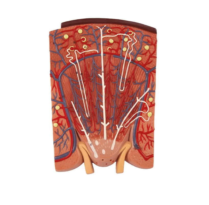 Nierenschnitt, Nephron und Nierenkörperchen - Erler - Zimmer