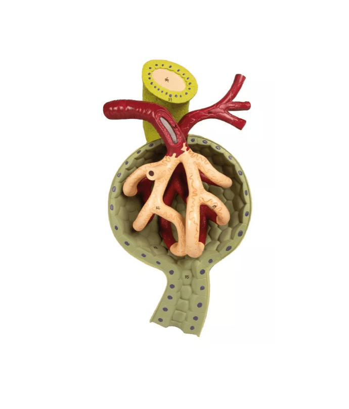 Nierenschnitt, Nephron und Nierenkörperchen - Erler - Zimmer