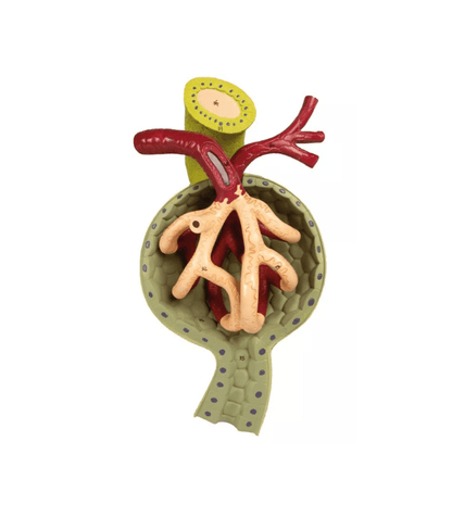 Nierenschnitt, Nephron und Nierenkörperchen - Erler - Zimmer