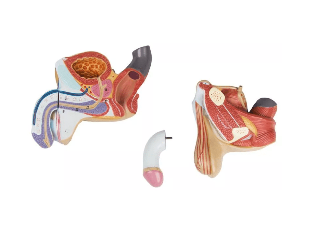Männliche Geschlechtsorgane, 4 - teilig - Erler - Zimmer