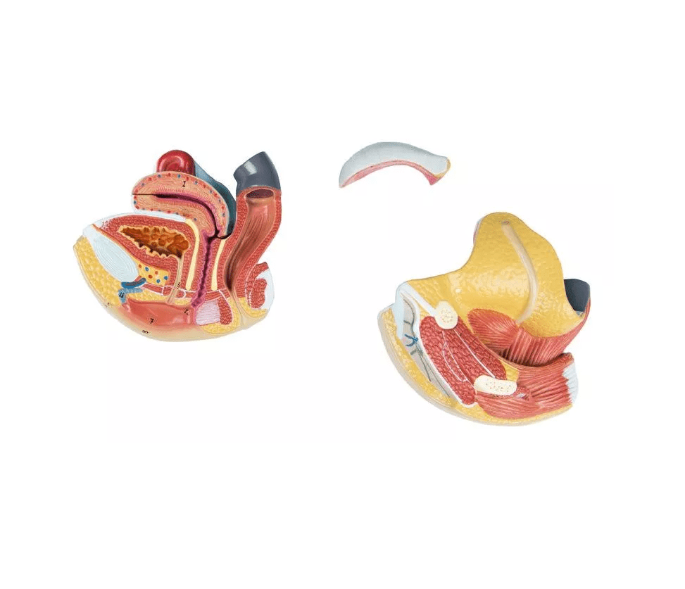 Weibliche Geschlechtsorgane, 4 - teilig - Erler - Zimmer