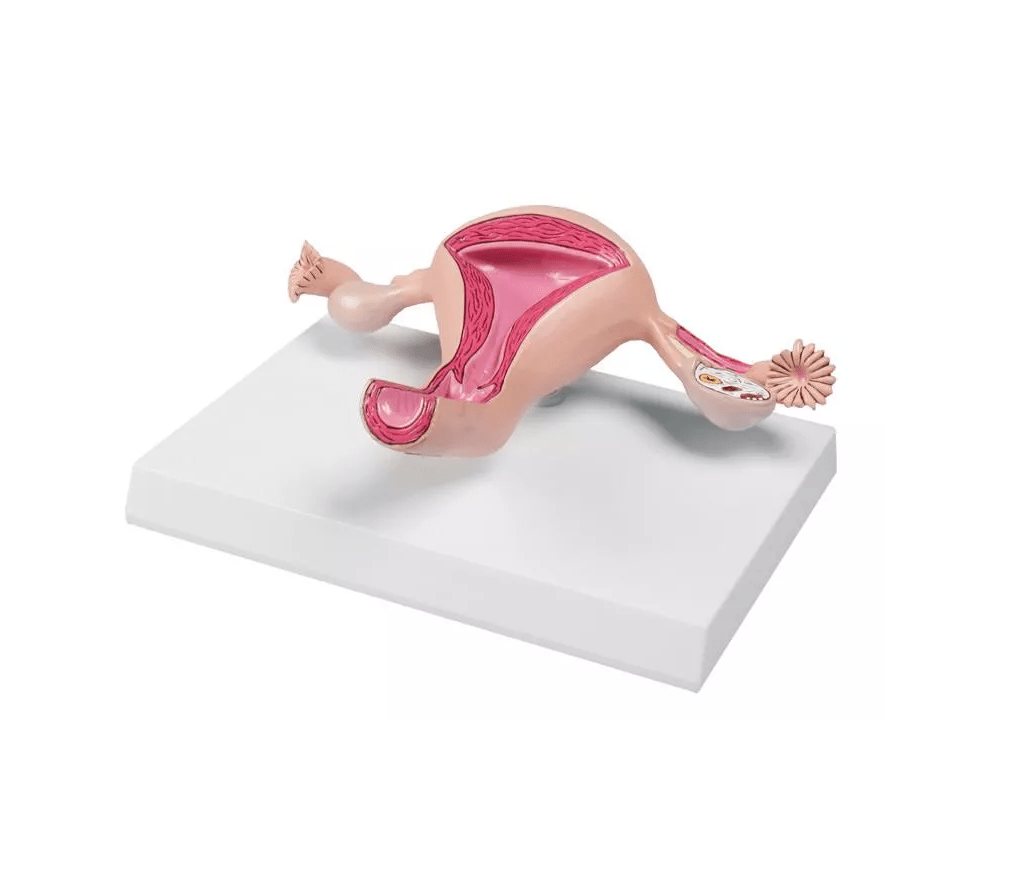 Uterusmodell - Erler - Zimmer
