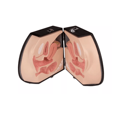 Weibliches Genitalorgan - Erler - Zimmer