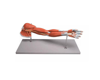 Armmuskulatur, 7 - teilig - Erler - Zimmer