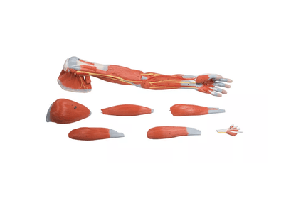 Armmuskulatur, 7 - teilig - Erler - Zimmer