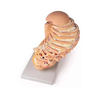 Scheiben - Kopfmodell - Erler - Zimmer