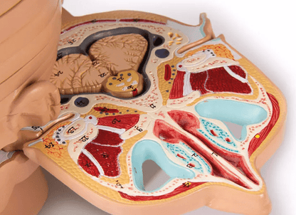 Scheiben - Kopfmodell - Erler - Zimmer