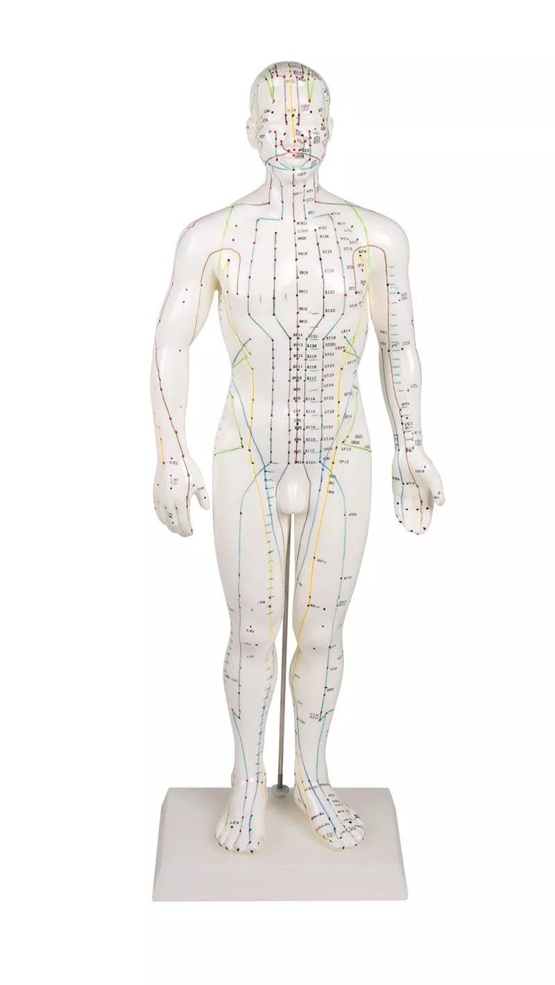 Erler - ZimmerChinesische AkupunkturfigurDocMed GmbH