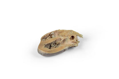 Erler-ZimmerHunde Echokardiographie KitDocMed GmbH