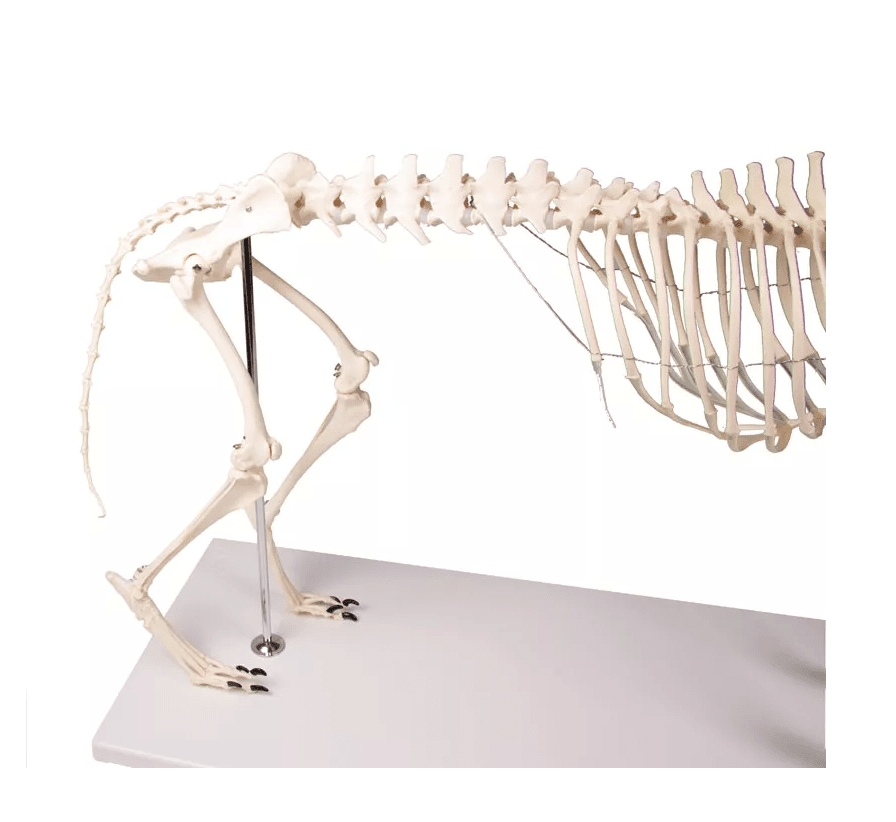 Erler-ZimmerHundeskelett "Olaf", natürliche GrößeDocMed GmbH