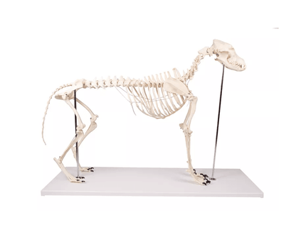 Erler-ZimmerHundeskelett "Olaf", natürliche GrößeDocMed GmbH