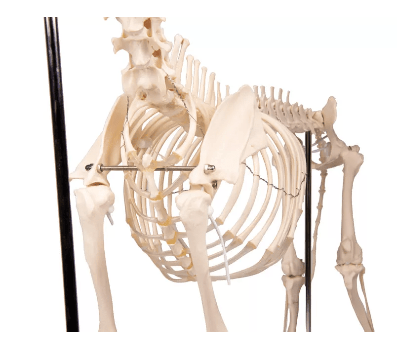 Erler-ZimmerHundeskelett "Olaf", natürliche GrößeDocMed GmbH