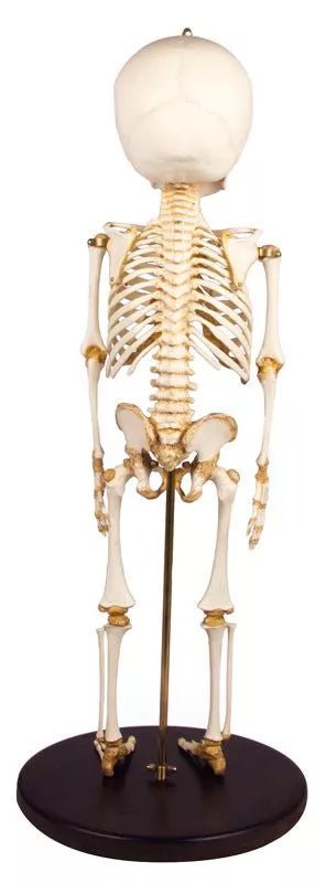 Erler-ZimmerKinderskelett, 14 bis 16 MonateDocMed GmbH