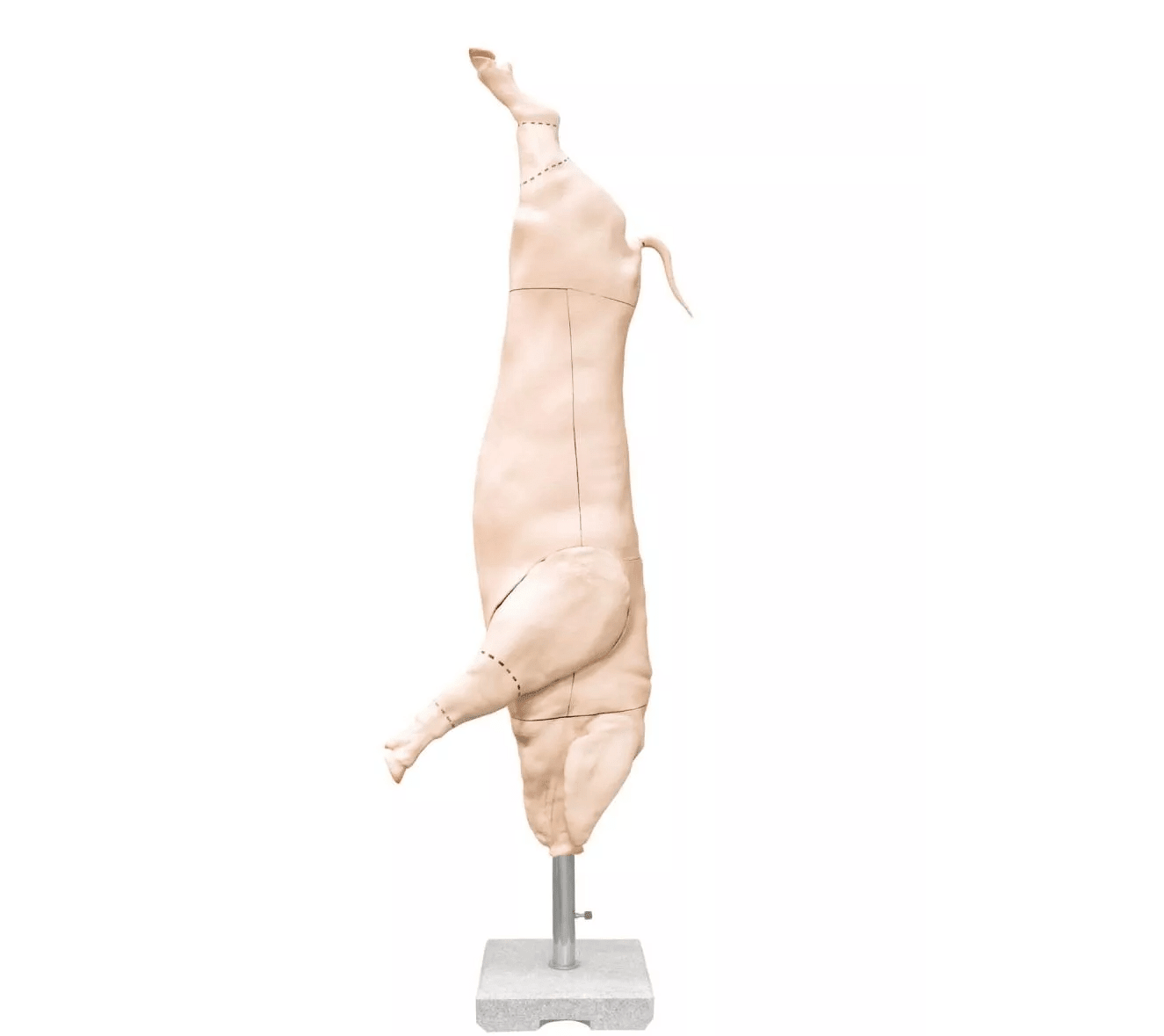 Erler-ZimmerSchweine Kadaver ModellDocMed GmbH